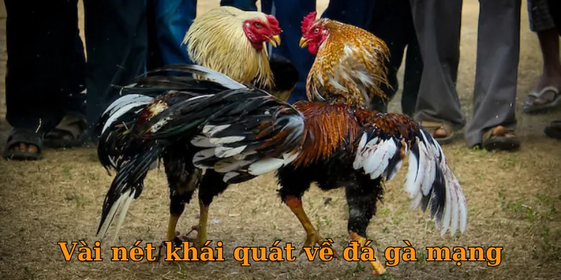 Vài nét khái quát về đá gà mạng