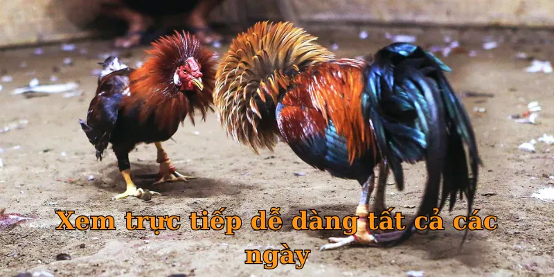 Xem trực tiếp dễ dàng tất cả các ngày
